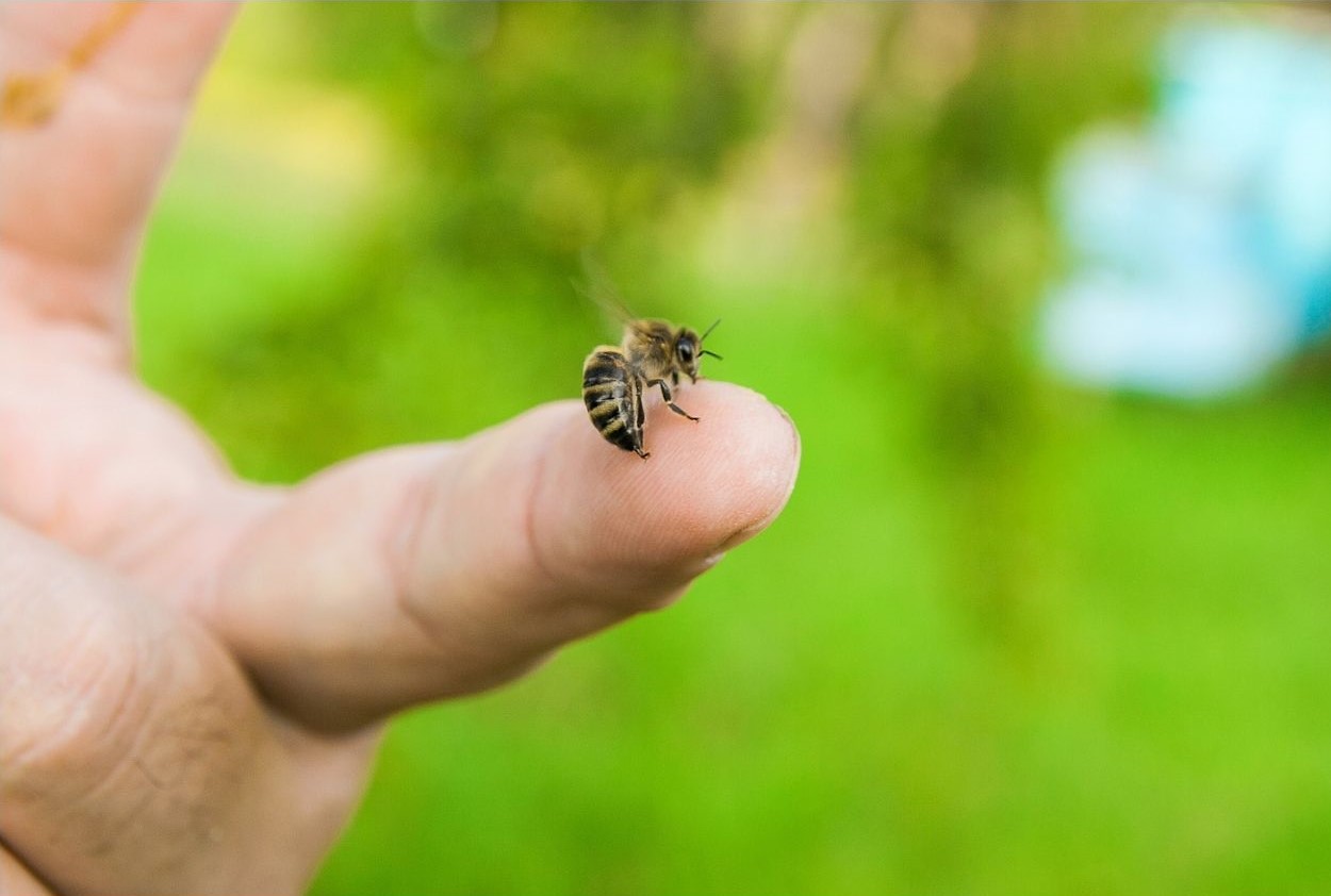 How to Treat a Bee Sting First Aid Pro Adelaide