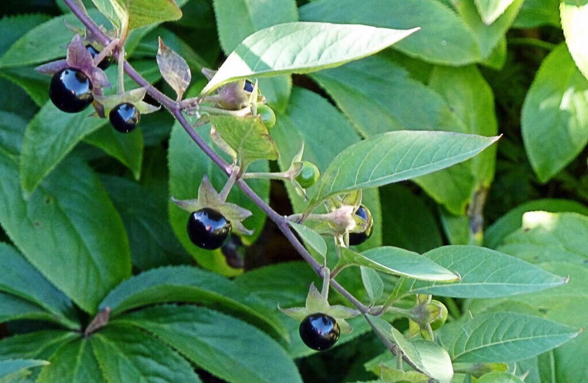 10 Highly Poisonous Plants in Australia First Aid Pro
