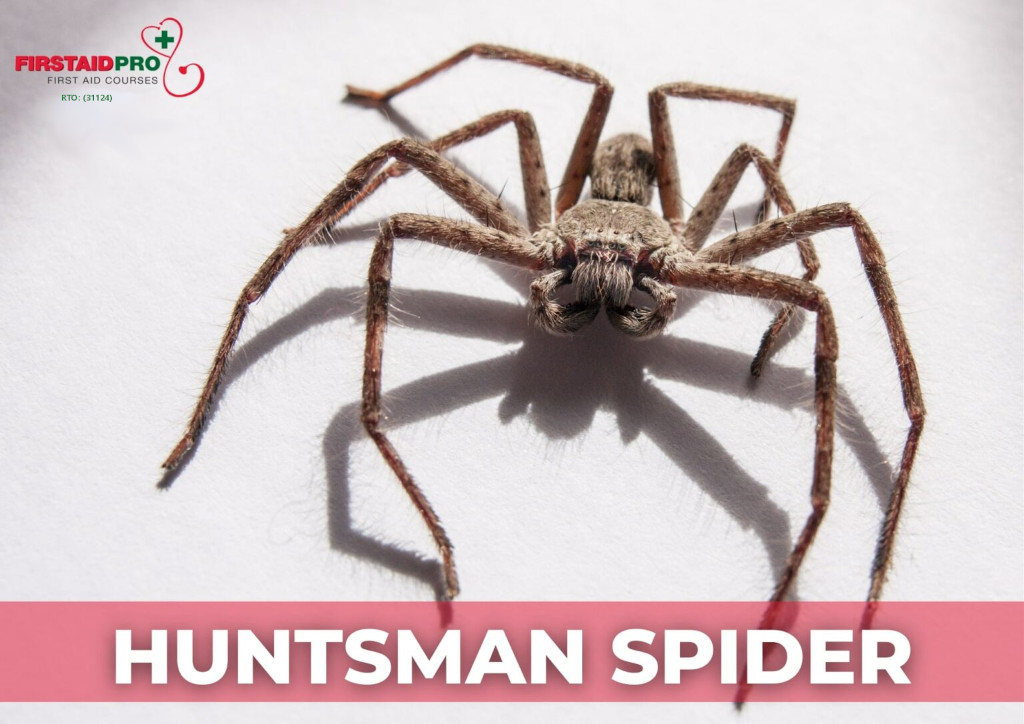 Huntsman-Spider