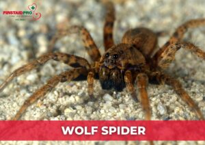 Wolf Spider