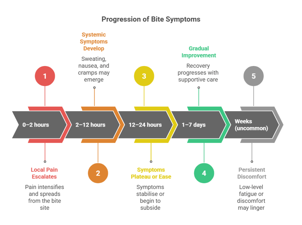 redback spider bite progression of symptoms