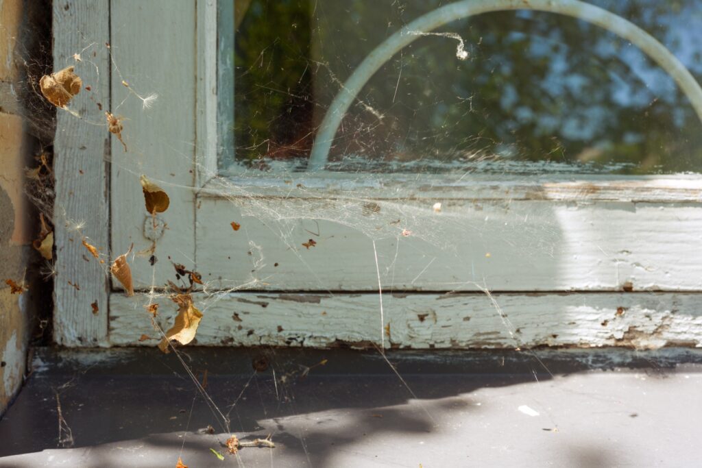 redback spider web