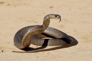 Eastern Broen snake