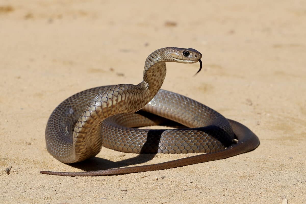 Eastern Broen snake