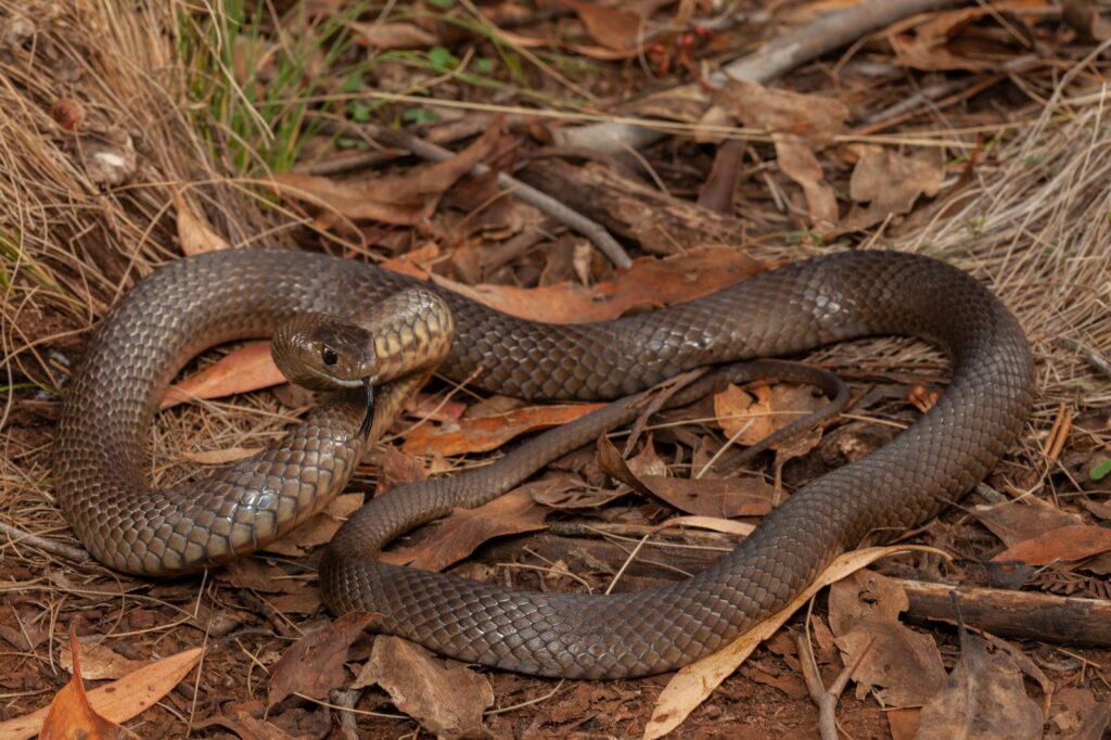 Eastern Brown snake